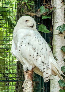 Cottbus Zoo — fotografia 5