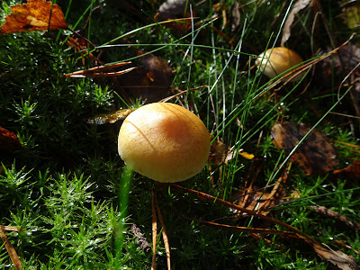 Holterberg — fotografia 5