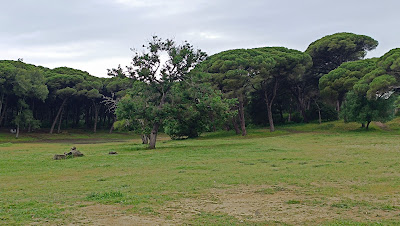 Área Recreativa El Jarillo — fotografia 4