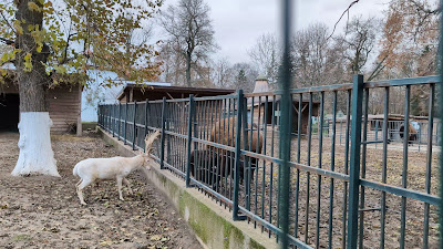 Grădina Zoologică a Parcului „Nicolae Romanescu” — fotografia 2