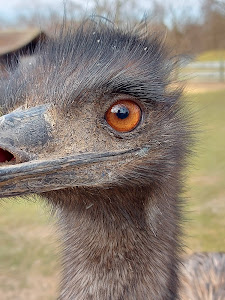 Bird- and Animal Park — fotografia 4