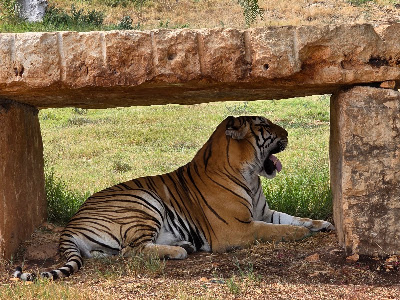 Zoosafari Fasanolandia — fotografia 5