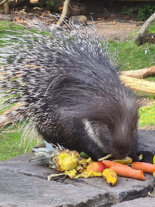 Neustrelitz Zoo — fotografia 5