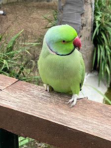 Alameda Wildlife Park — fotografia 5