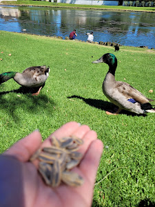 Lago de los patos de Guadacorte — fotografia 5