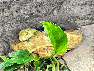 Snakeroom Serpentarium — fotografia 3