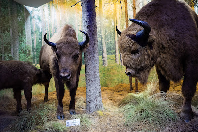 Bielaviežskaja pušča National Park — fotografia 4