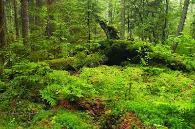Białowieża National Park — fotografia 3