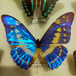 Butterfly House Sardegna — fotografia 4