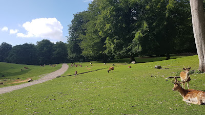 Marselisborg Deer Park — fotografia 4
