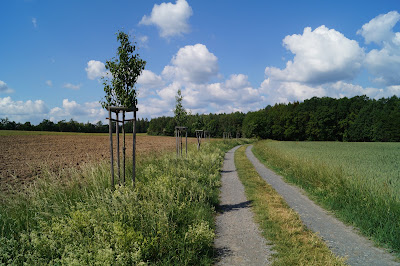 Donkey trail — fotografia 4