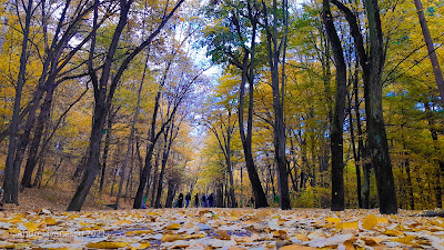 Parcul Natural Trivale