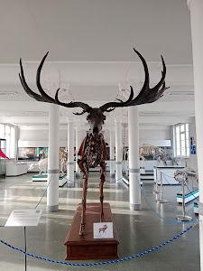 Museum of Natural History — fotografia 3