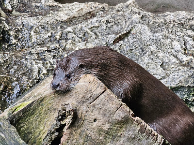 Alpenzoo Innsbruck - Tirol — fotografia 3