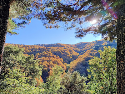 Bosque de Cobre — fotografia 4