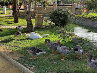 Parque Municipal de Gines — fotografia 5