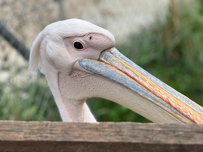 Zoo Kontakt — fotografia 4