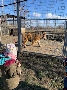 Oasis Siberian tiger — fotografia 5