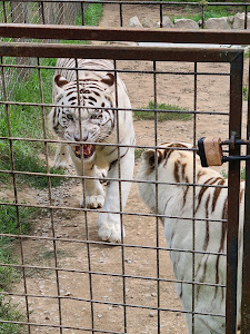 ZOO Dvorec — fotografia 3