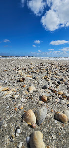 The Wild Beach — fotografia 5