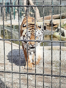 Tierpark Stadt Haag — fotografia 3