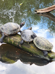 Tierpark Tannenbusch — fotografia 5