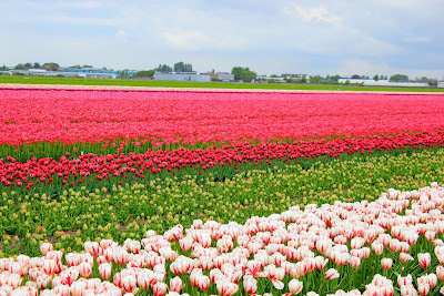 Keukenhof — fotografia 3
