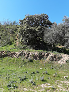 Green areas around Hacienda Torre de Doña Maria — fotografia 3