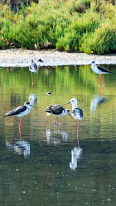 Sendero Tres Amigos - Rio Arillo — fotografia 4