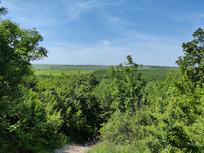 Pădure Murfatlar