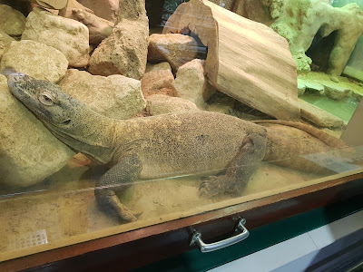 Grădina Zoologică Artis — fotografia 5