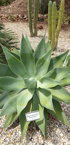 Botanical Garden — fotografia 5