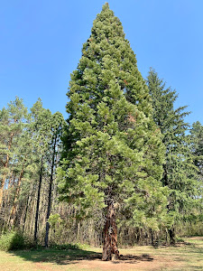Arboretum of Gödöllő — fotografia 5