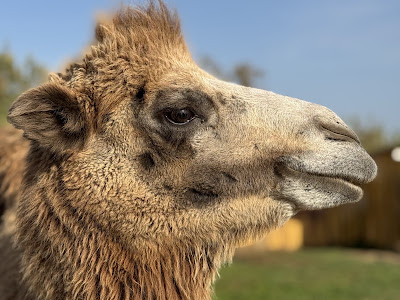 Zoo Előszállás- Egzotikus Állatpark Előszállás — fotografia 5
