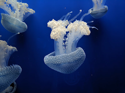 Sevilla Aquarium — fotografia 5