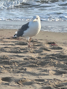 Playa de la Bota — fotografia 4