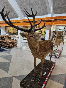 Museum of TANAP — fotografia 5
