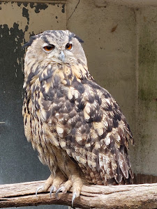 Tierpark Birkenheide — fotografia 4