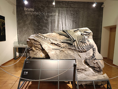 Civic Museum of Natural History — fotografia 4