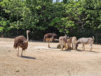Parco Zoo Falconara Srl — fotografia 4