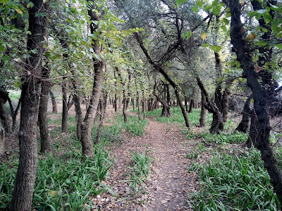Green areas around Hacienda Torre de Doña Maria — fotografia 5