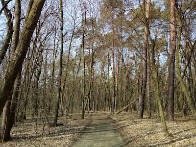 Las Osobowicki we Wrocławiu — fotografia 5