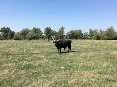 Puszta Animal Park — fotografia 4