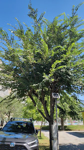 Camping Daino — fotografia 3
