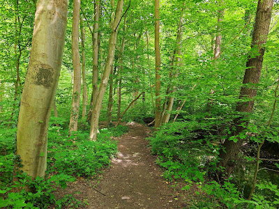 Eilenriede City Forest — fotografia 5