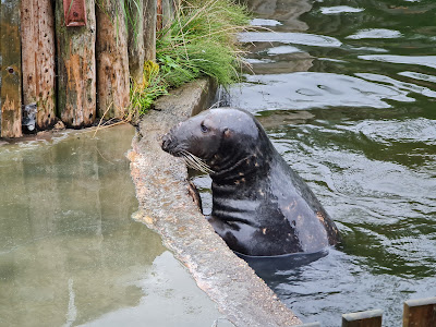 Charlotta Valley Seal Sanctuary — fotografia 4