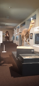 SNM-Natural History Museum — fotografia 5