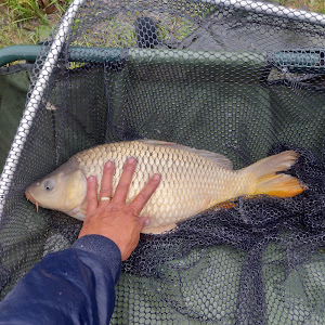Nec Carp Lake