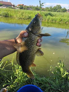 Balta Bibanu