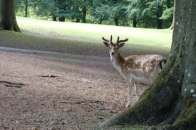 Marselisborg Deer Park — fotografia 3